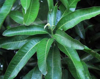 Feuilles de manguier 100 % bio, feuilles de manguier/mangifera naturelles fraîches et non séchées