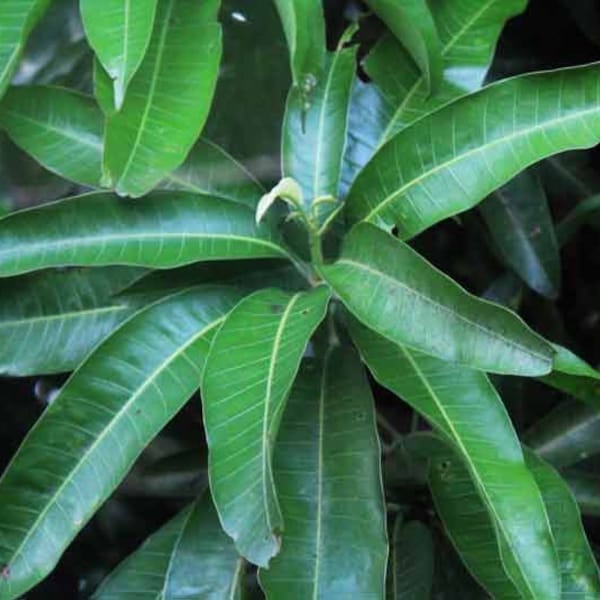 Feuilles de manguier 100 % bio, feuilles de manguier/mangifera naturelles fraîches et non séchées