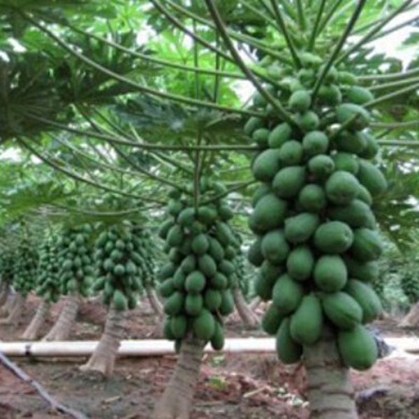 sri lanka hybrid papaya planting Seeds for home garden / pots and large scale cultivation dwarf