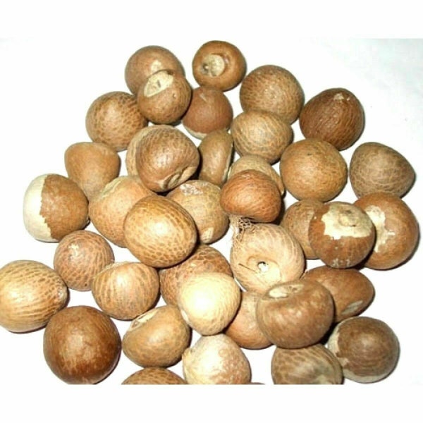 Betelnuss ganze Bio getrocknete Areca Nuss Betelnuss Supari Free Ship