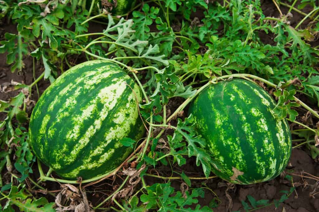 Water melon seeds pack for home garden bonsai from sri