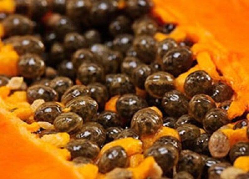 Sri Lanka Hybrid Papaya Planting Seeds for Home Garden / Pots Etsy