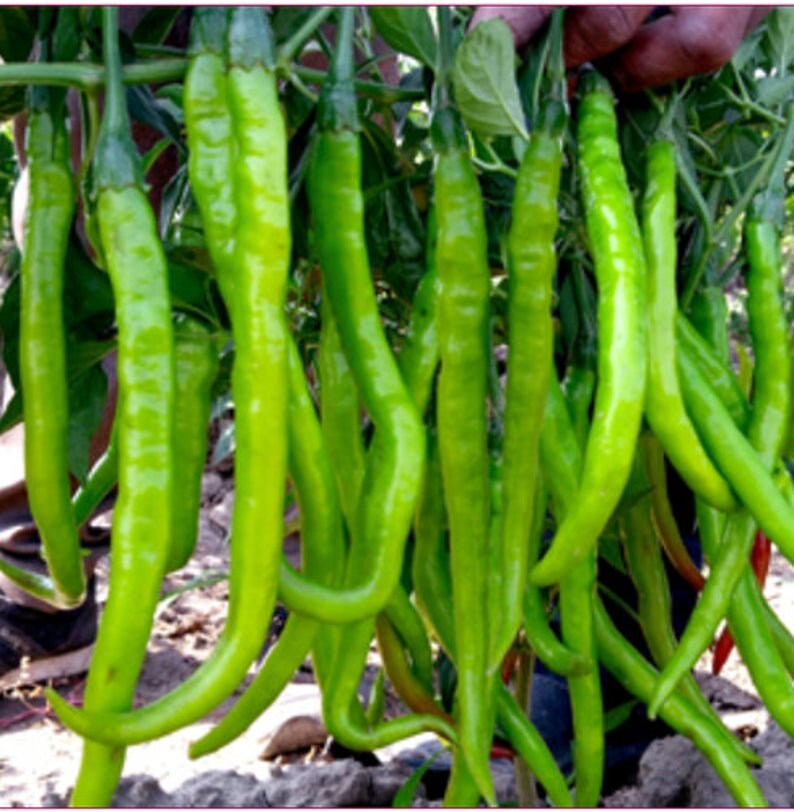 High Quality Organic Green Chili Seeds packKET Medium HOT Etsy