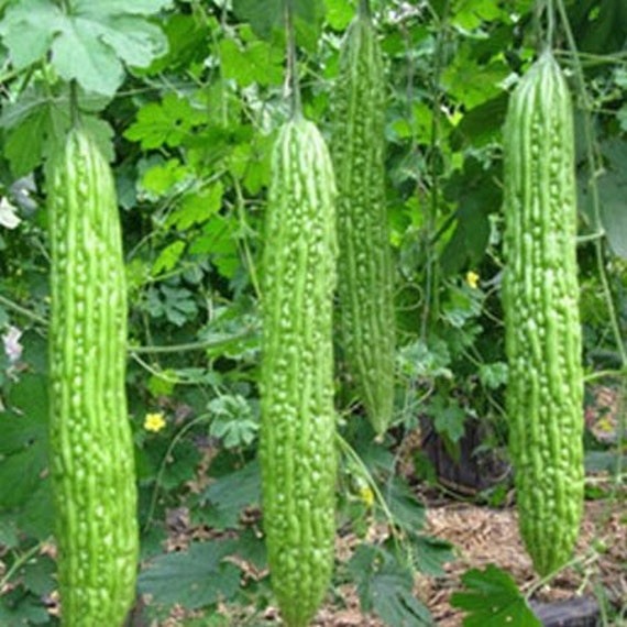 White Bitter Gourd Seeds Pack For Home Garden From Sri Lanka Etsy White Bitter Gourd Seeds Pack For Home Garden From Sri Lanka Etsy