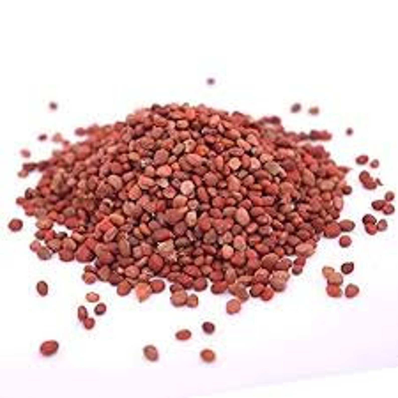 Long Radish Seeds Pack for Home Garden From Sri Lanka Ceylon Etsy