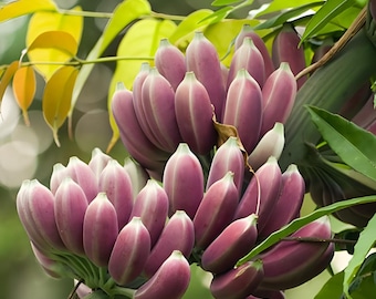 Può includere: Un grande grappolo di banane rosa violaceo che cresce su un grosso stelo verde. Le banane sono piccole, carnose e hanno una buccia liscia. Sono attaccate a un gambo centrale circondato da foglie verde brillante e gialle sullo sfondo.