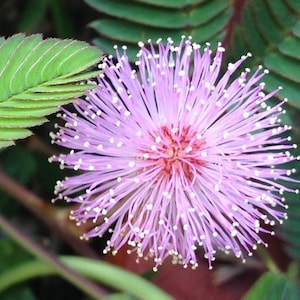Sensitive Plant Touch-me-not Seeds, Sleeping Grass, Perennial, Mimosa pudica