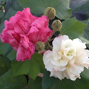 Puede incluir: Una planta de rosa confederada con dos grandes flores dobles de pétalos rizados, una de color rosa intenso vibrante y la otra de color blanco crema con bordes rosados sutiles, rodeadas de hojas grandes, anchas, verdes y lobuladas y dos capullos.