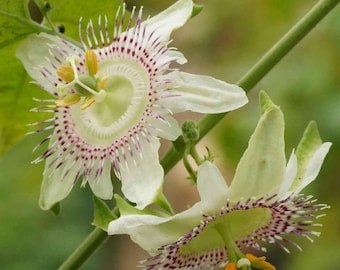 Passiflora adenopoda Seeds, Velcro Passion Flower, Velcro Passion Fruit - 5 to 20