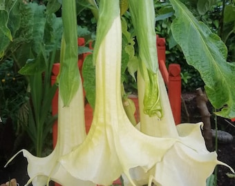 Brugmansia suaveolens, 5 semillas, árbol de flor de trompeta de ángel blanca