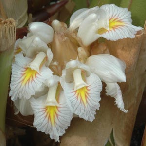 Puede incluir: Primer plano de flores blancas con patrones de rayas amarillas y rojas. Las flores tienen una forma única y están agrupadas. Los tallos son verdes y marrones, con algunas hojas visibles. La imagen está bien iluminada y muestra los detalles de las flores.