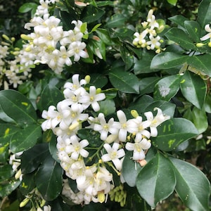 Semillas de Murraya paniculata, Jazmín naranja, Boj chino, Madera de satén, Kamini, Flores aromáticas fragantes