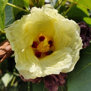 Thespesia populnea 5 Seeds, Portia / Indian Tulip Tree, Pacific Rosewood, Milo