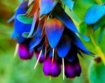 Cerinthe major - Orgullo de gibraltar, flor de cera púrpura - 20 Semillas