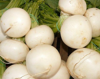 Brassica rapa subsp. rapa 50 Samen, Rüben Heirloom Gemüse