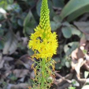 Bulbine natalensi rooiwortel rare exotic succulent flowering 10 seeds