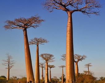 5 アダンソニア グランディディエリ種子、グランディディエのバオバブ