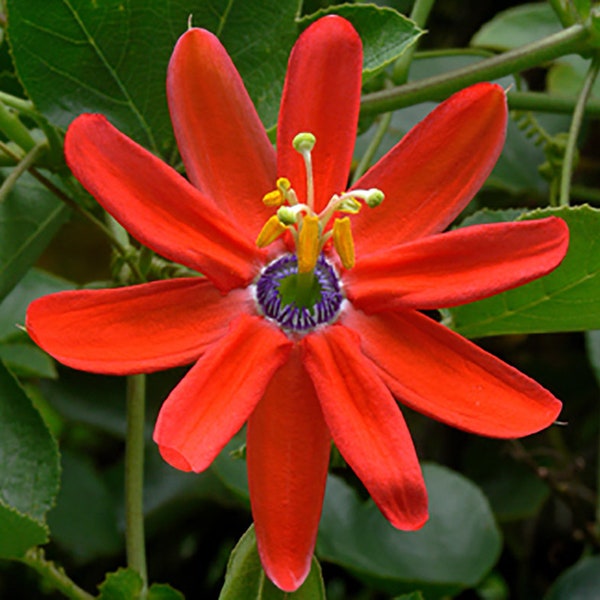 Passiflora Manicata 5 Seeds - Flor de la Pasión Roja Fruta Roja de la Pasión