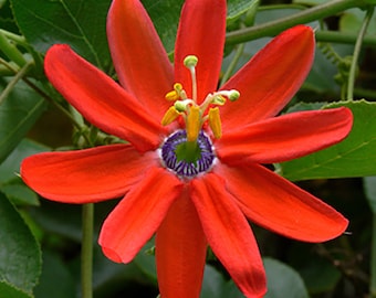 Passiflora Manicata 5 Nasiona - Czerwony Kwiat Męczennicy Czerwony Owoc Męczennicy