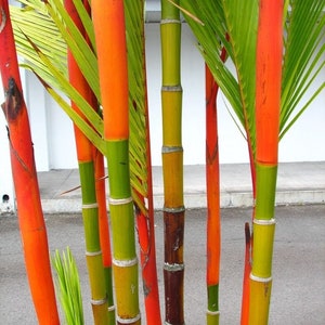 キルトスタキス・レンダの種子、リップスティック・ラッカ・パーム、レッド・シーリング・ワックス・パーム