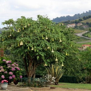 Brugmansia arborea Angel Trumpet Trompe of Angels Tree Flower Venus 20 Seeds image 1