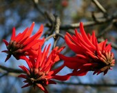 Erythrina lysistemon - Beautiful Lucky Bean Tree - Common Coral Tree - 10 Seeds