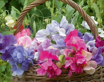 SWEET PEA Royal White Seeds F 285