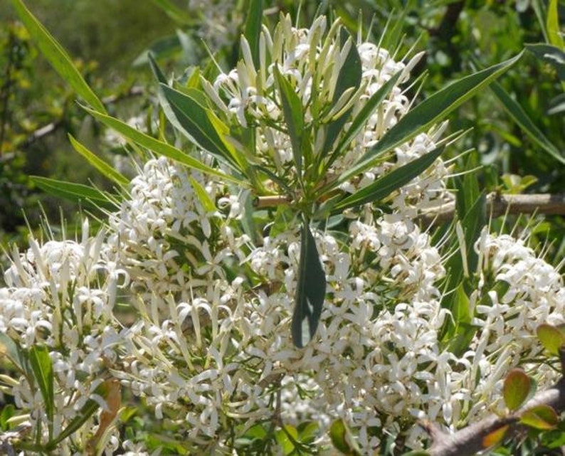 Pavetta Lanceolata Seeds Brautbusch Weihnachtsbusch Blossom White 10 Seeds image 1