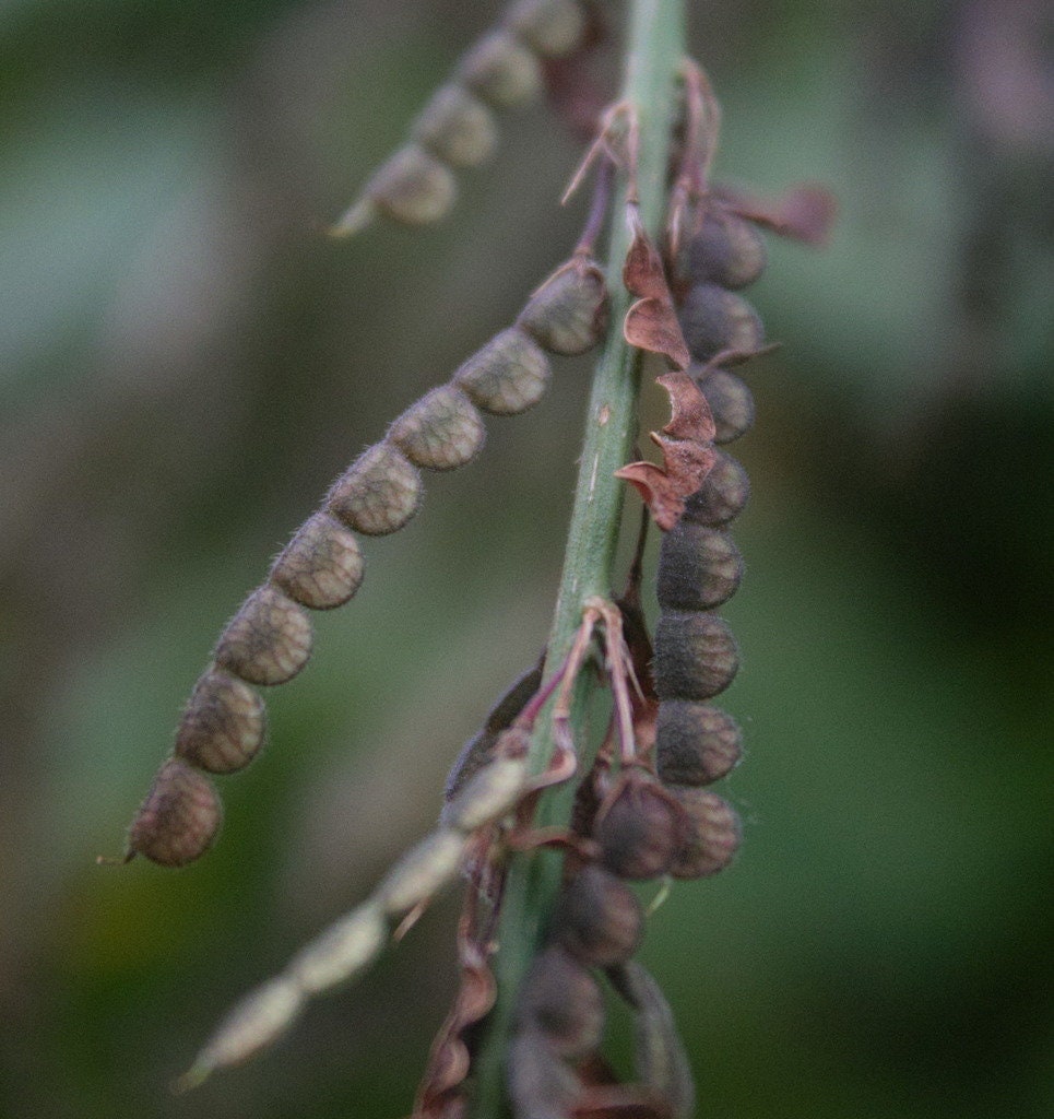 La Flor De Desmodium Gangeticum Es Rosa. Imagen de archivo - Imagen de  alimento, hierba: 299432153, image size:965x1024