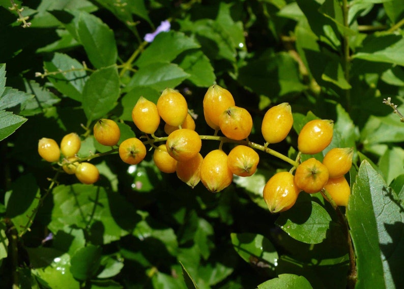 Duranta erecta Golden Dewdrop 5 Seeds image 4