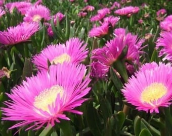 Carpobrotus edulis - Planta de Hielo Comestible - suculento exótico raro - 20 Semillas