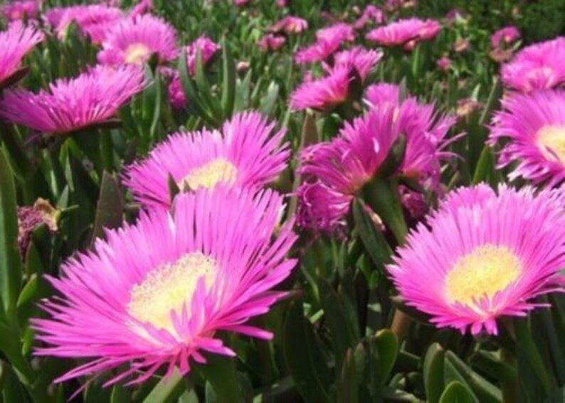 Carpobrotus edulis Edible Ice Plant rare exotic succulent