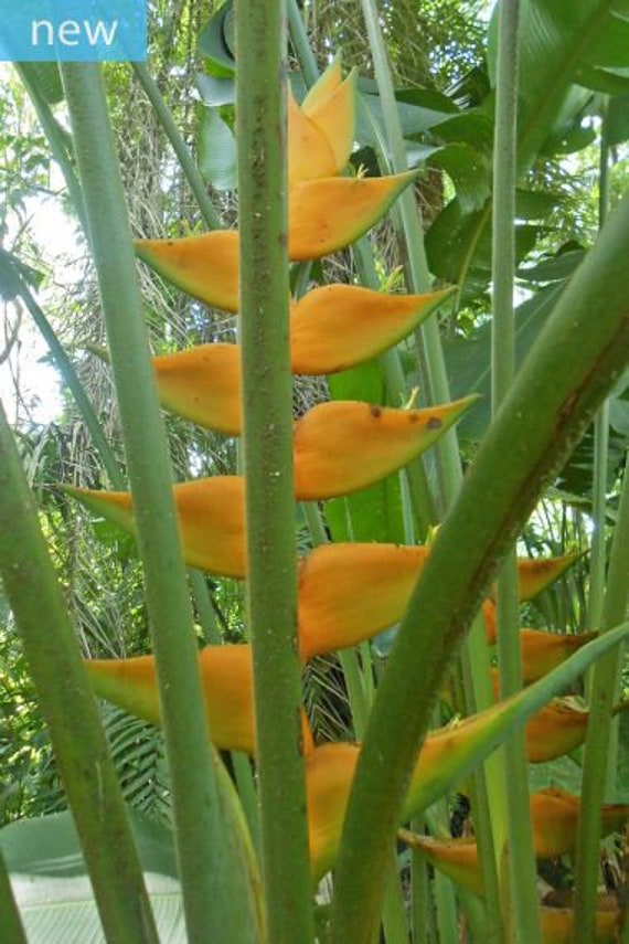 Ferns, Grasses & Bamboo Home & Living Lobster Claw 10 Seeds Heliconia