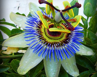 Passiflora caerulea - Blue passion fruit - 10 Seeds