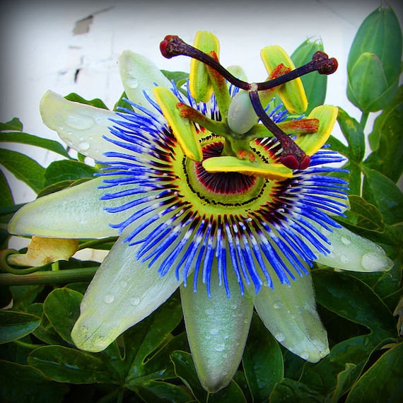 Passiflora Caerulea Blue Passion Fruit 10 Seeds - Etsy