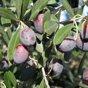 Könnte beinhalten: Nahaufnahme eines Olivenzweigs mit mehreren reifen Oliven. Die Oliven haben eine tiefviolette Farbe mit einem rötlichen Farbton an einem Ende. Die Blätter sind leuchtend grün, der Hintergrund ist unscharf.