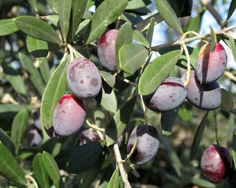 thumbnail interactive-video image 1 of Buy Olea Europaea: Common Edible Olive Seeds Online In USA, $6.00 1 of 10