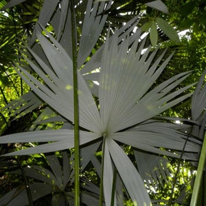 Cryosophila guagara Guágara Palm 4 Seeds image 2