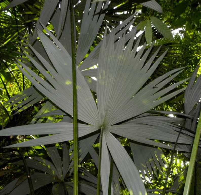 Cryosophila guagara Guágara Palm 4 Seeds image 2