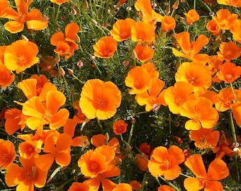 Eschscholzia californica - Amapola de California - 1.000 a 10.000 Semillas