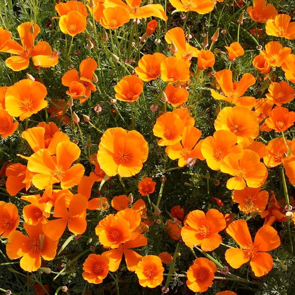 Eschscholzia californica - Pavot de Californie - 1.000 à 10.000 graines