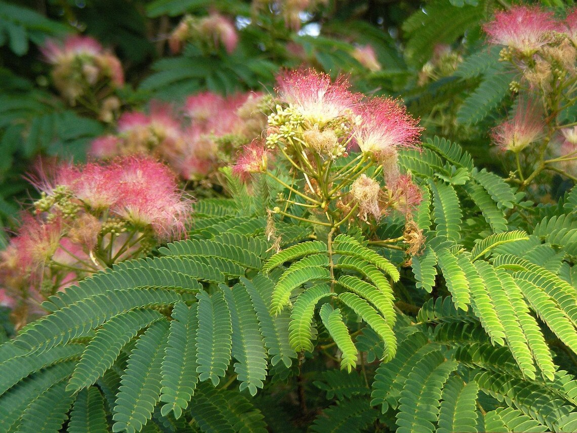 julibrissin Rosea Seeds Pink Silk Tree 10 Seeds Etsy