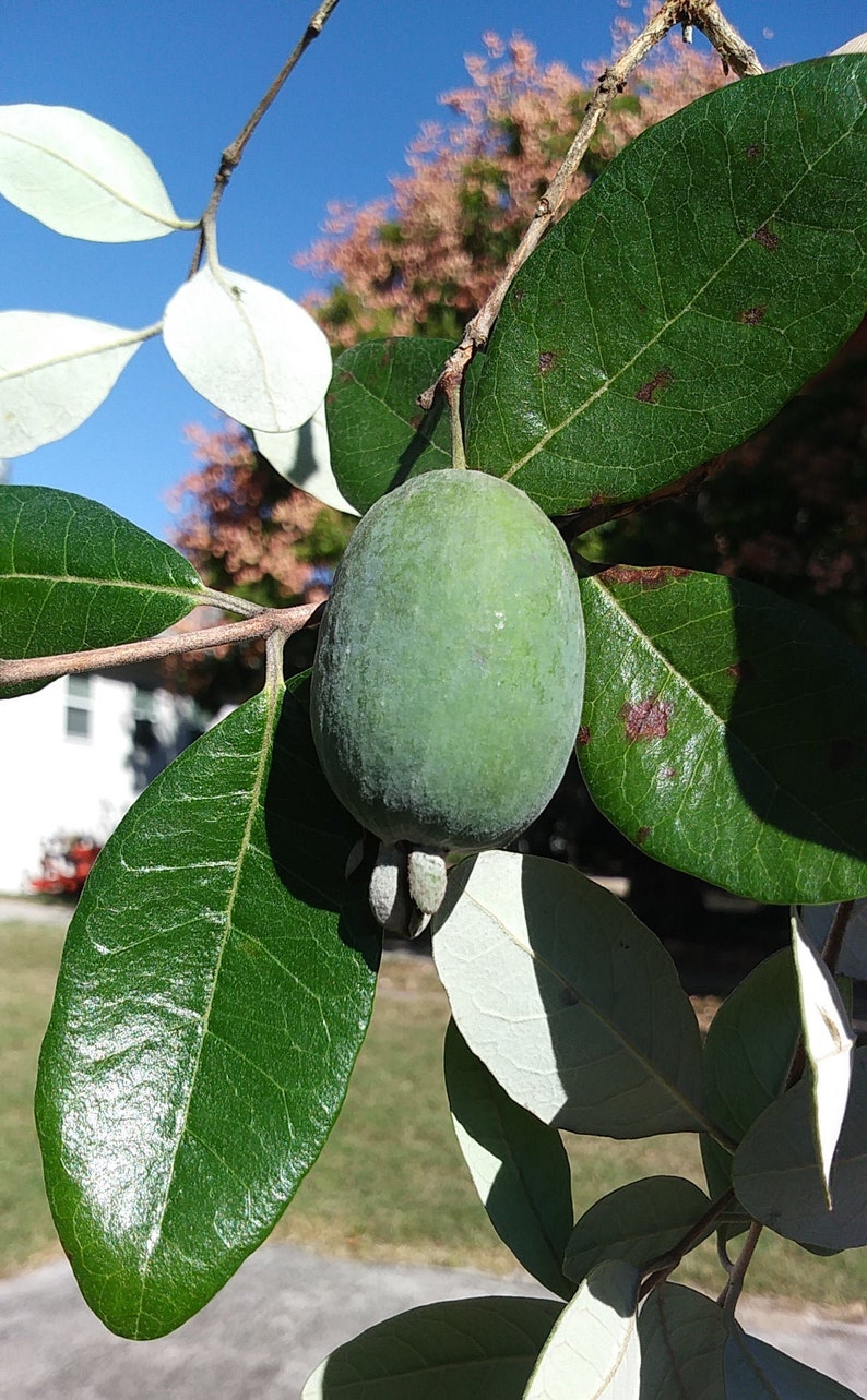 30 Seeds Pineapple Guava Tree Seeds acca Sellowiana Etsy UK