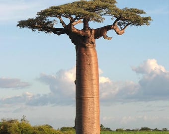 アダンソニア・グランディディエリの種子5個、巨大バオバブ - Etsy 日本