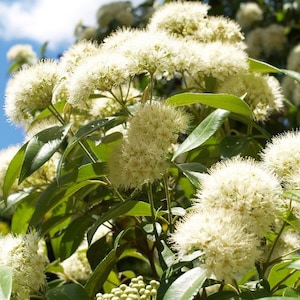 Pode incluir: Um close-up de um arbusto com flores brancas e felpudas e folhas verdes. As flores estão em flor e as folhas são exuberantes e verdes.