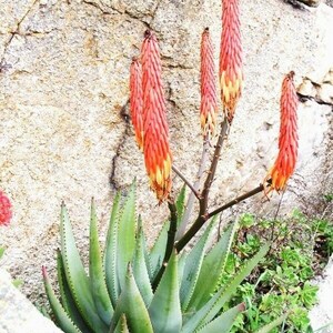 Aloe reitzii 10 Seeds Very Rare Succulent Beautiful Cactus image 6
