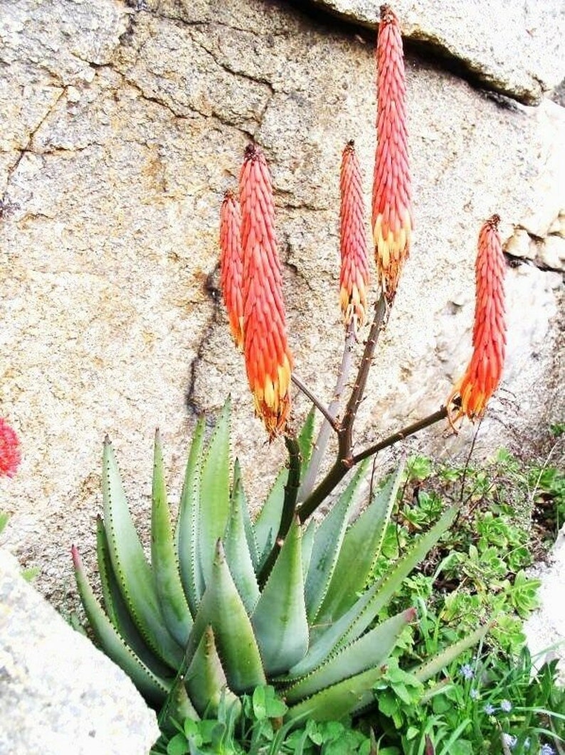 Aloe reitzii 10 Seeds Very Rare Succulent Beautiful Cactus image 6