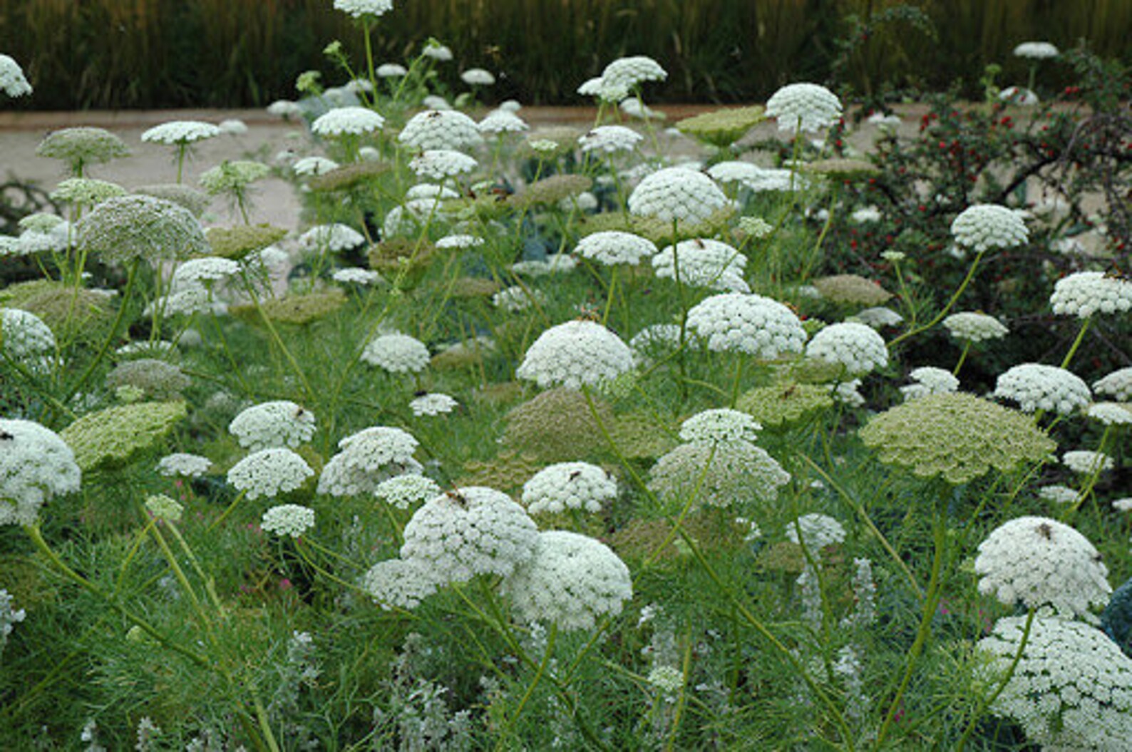 Ammi majus