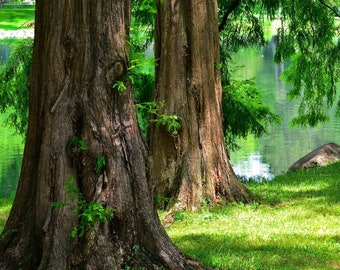 Secuoya del amanecer, Metasequoia glyptostroboides 100 semillas de árbol