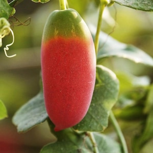 Puede incluir: Un fruto de coccinia de forma ovalada que cuelga de una enredadera, con una piel lisa que transiciona de un color rojo vibrante en la parte inferior a un tono verde intenso en la parte superior cerca del tallo, rodeado de hojas y zarcillos.